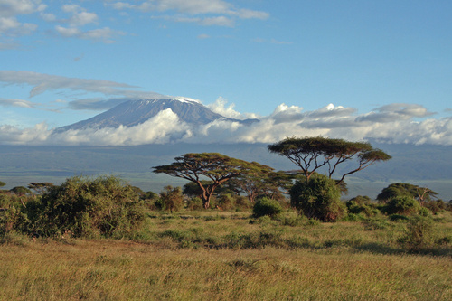 Urlaub Kenia - Last Minute Reisen Kenia günstig buchen - afrika akazie akazien baum berg blau busch bäume büsche himmel hoch kenia kilimanjaro natur savanne schirmakazie schirmakazien schnee strauch sträucher tansania warm wiese wind wolke wolken.