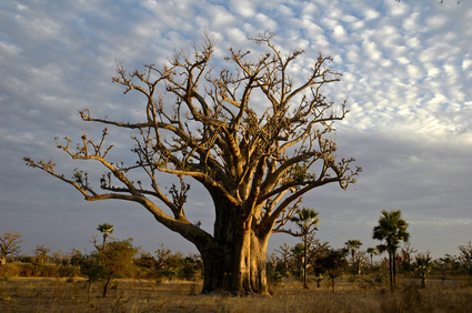 Urlaub Senegal - Last Minute Reisen Senegal günstig buchen - Senegal, Afrika, Baum, Sawanne.