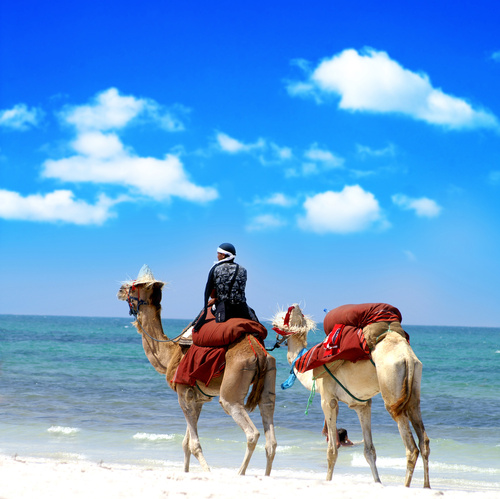 Urlaub Marokko - Last Minute Reisen Afrika günstig buchen - afrika kamel marokko reise tunesien urlaub ägypten.