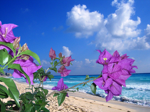 Urlaub Mexiko - Last Minute Reisen Mittelamerika günstig buchen - blume cancun fallschirme karg küste meer mexiko sand seelandschaft sonnenschirm strand.