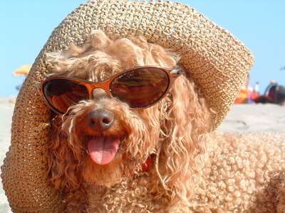 Urlaub mit Vierbeinern