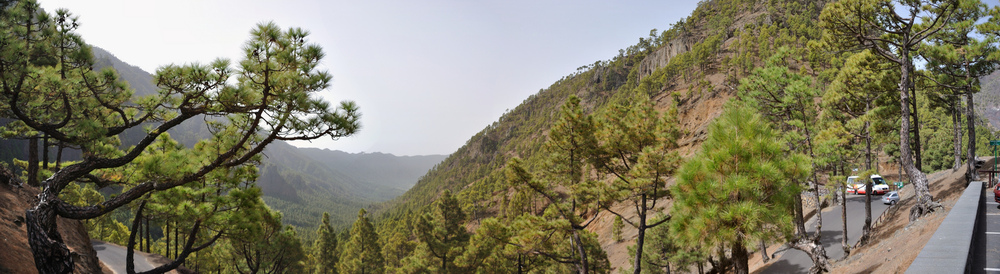 La Palma Wandern - Erleben Sie einen Wanderurlaub auf La Palma - Nationalpark, Kanaren, Spanien, La Palma, Wald, Baum, Bäume, Wandern.