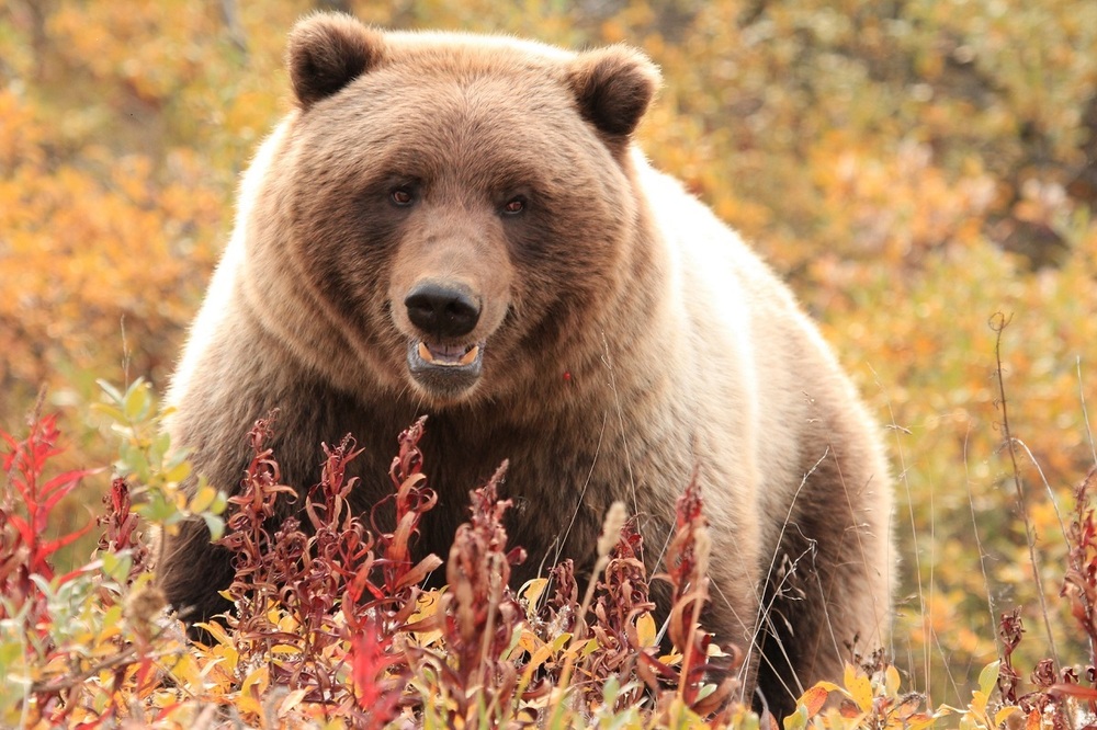 Reisen mit Kindern nach Kanada – Bären sehen in Yukon - Bär.