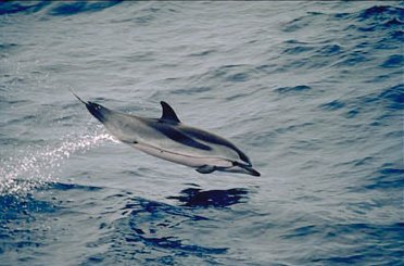 La Gomera Delfine - beobachten Sie Delfine an der Küste von La Gomera - Delfin, Meer.