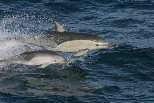 La Gomera Delfine - beobachten Sie Delfine an der Küste von La Gomera - delfin, meer, delfine.