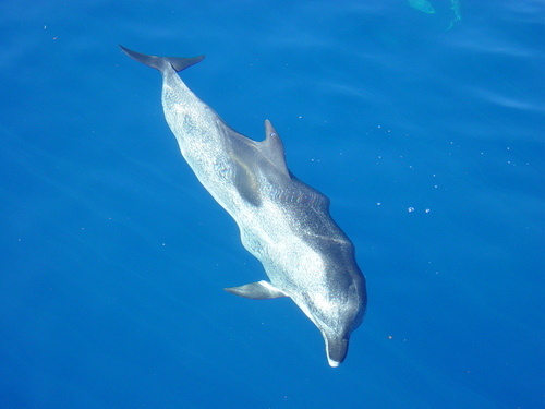 La Gomera Delfine - beobachten Sie Delfine an der Küste von La Gomera - Zügeldelfin, delfin, meer.