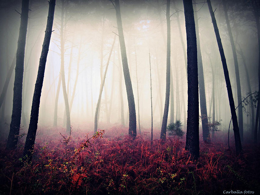 Mystische spanische Wälder auf beeindruckenden Fotos von Guillermo Carballa festgehalten - Spanien Galizien Wald Hund Natur.