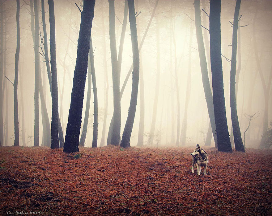 Mystische spanische Wälder auf beeindruckenden Fotos von Guillermo Carballa festgehalten - Spanien Galizien Wald Hund Natur.