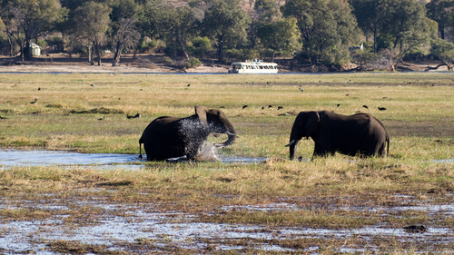 Der Chobe National Park in Botswana