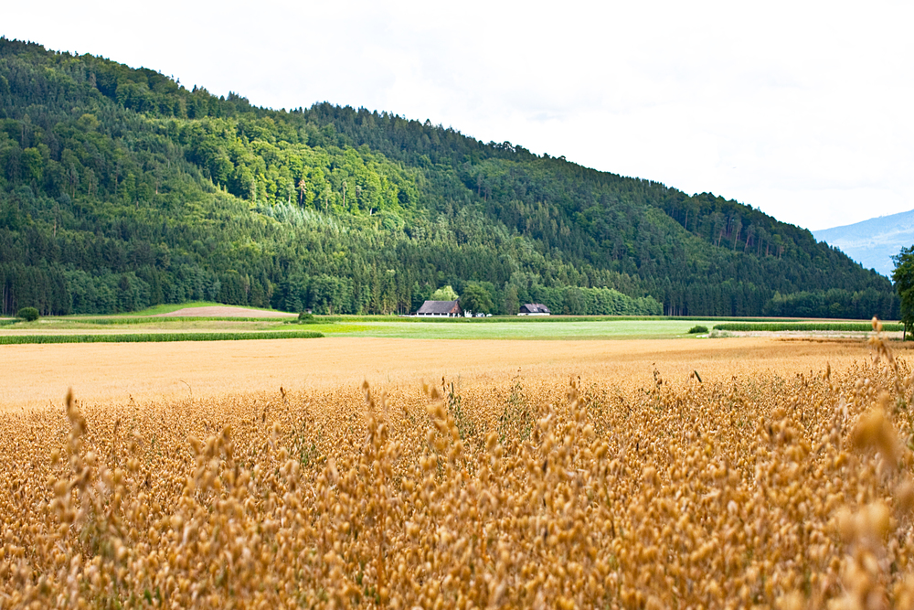 Reit- oder Bauernhofurlaub in Österreich