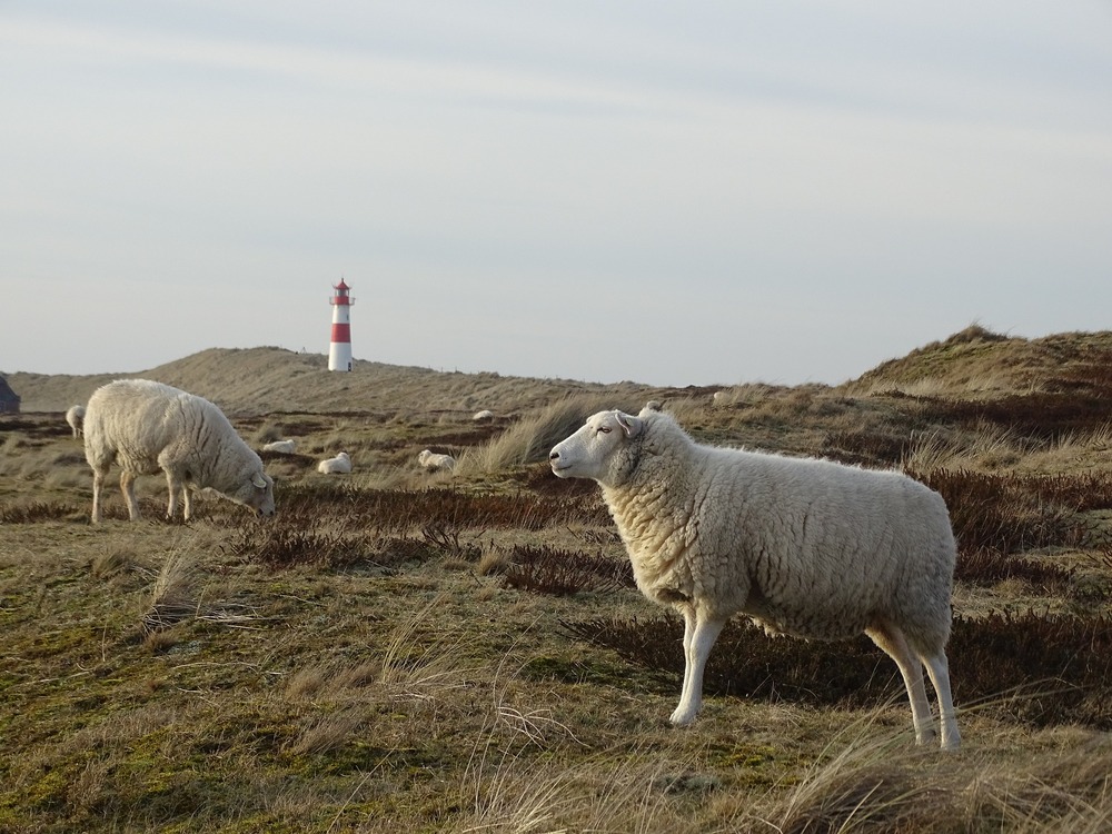 Traumurlaub auf Sylt: So wird der Aufenthalt unvergesslich