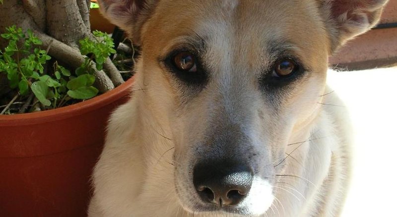 Tiere