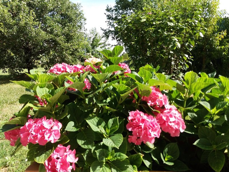Garten
