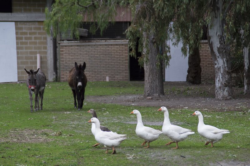 Tiere