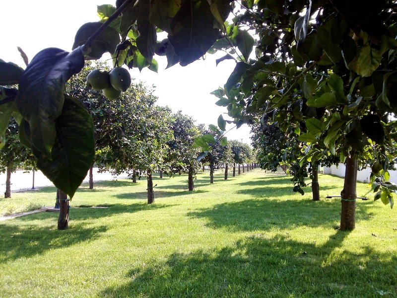 Garten