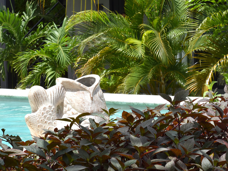 Hotel Barro Negro in Tulum, Cancun Tiere
