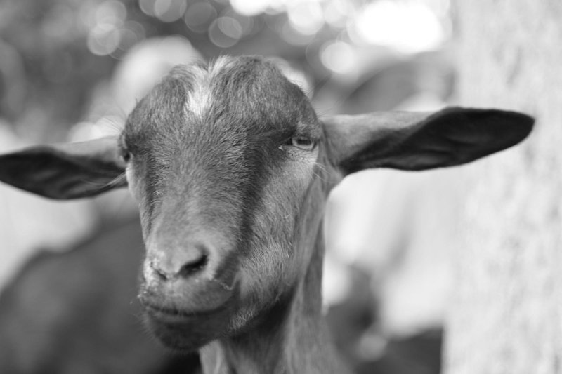 Tiere
