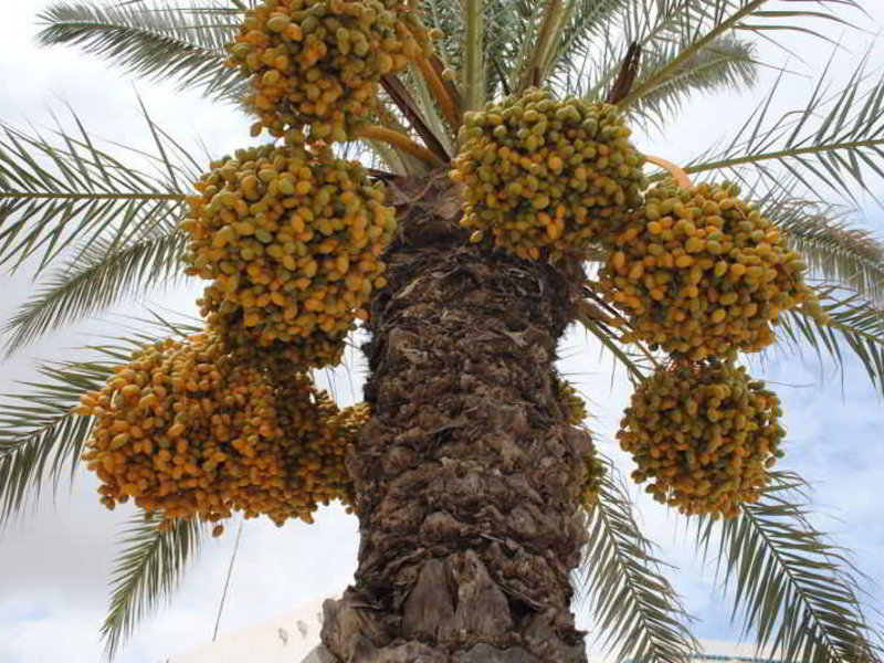 Dar Salem in Insel Djerba, Djerba (Tunesien) Garten