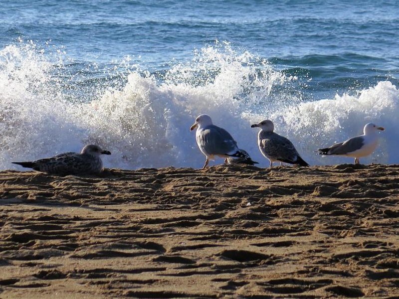 Strand