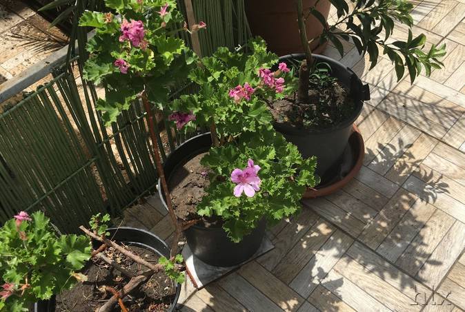 Garten