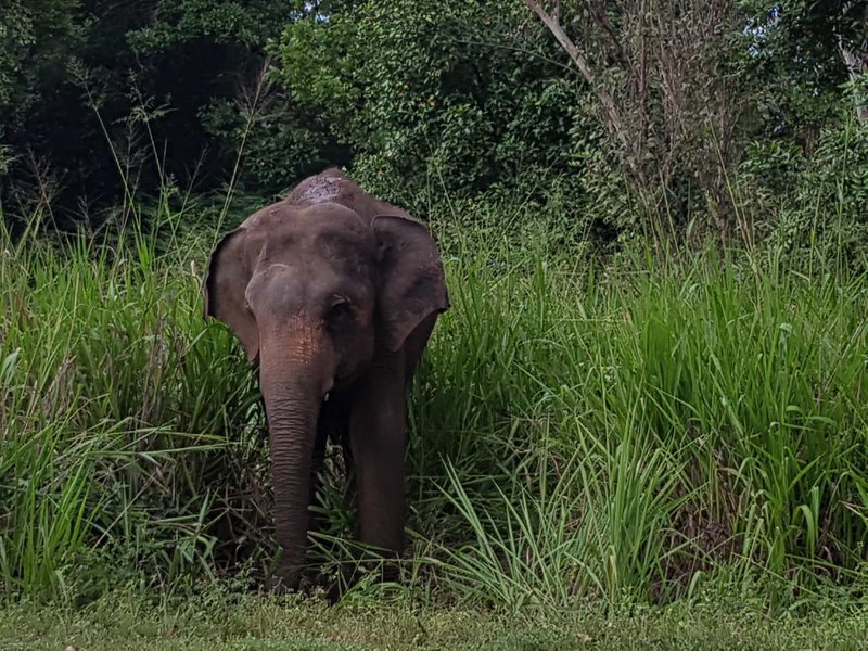 Tiere