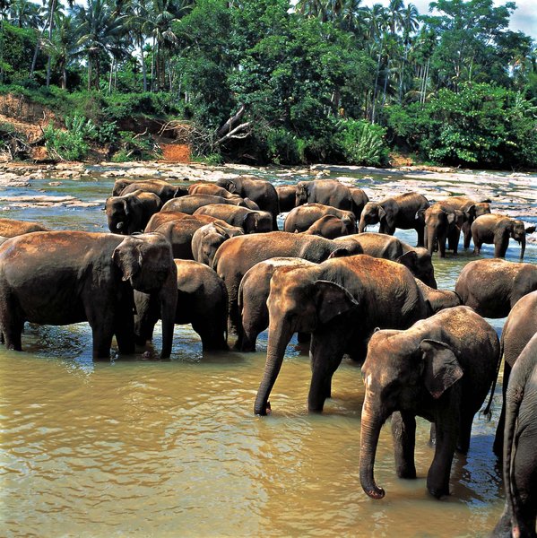 Tiere