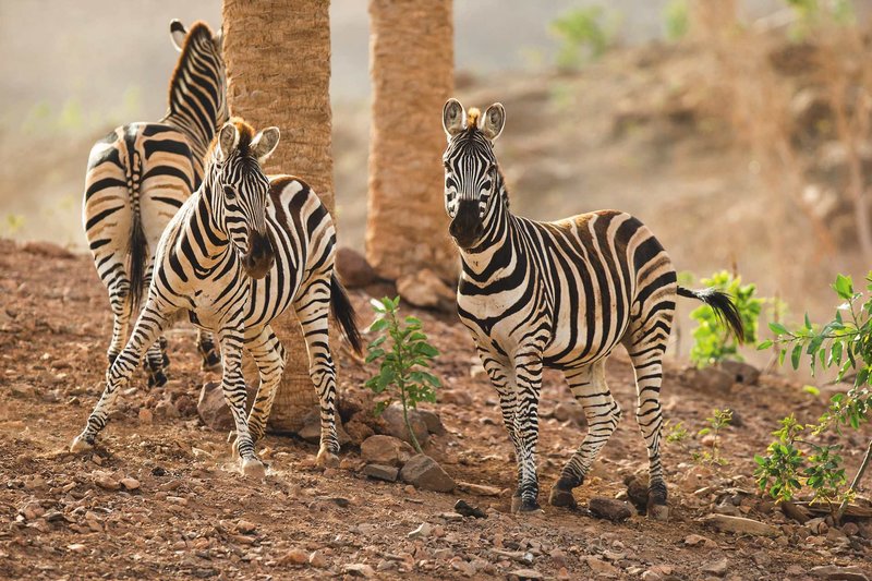 Tiere