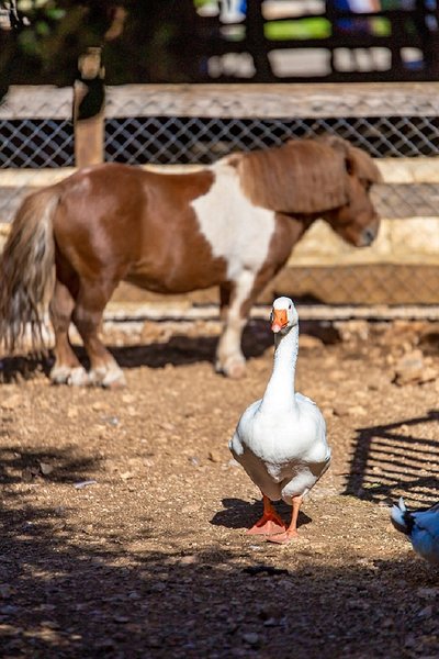 Tiere