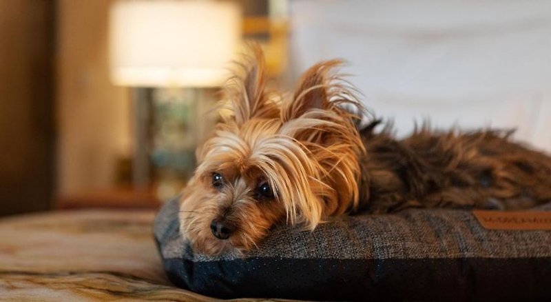 Tiere
