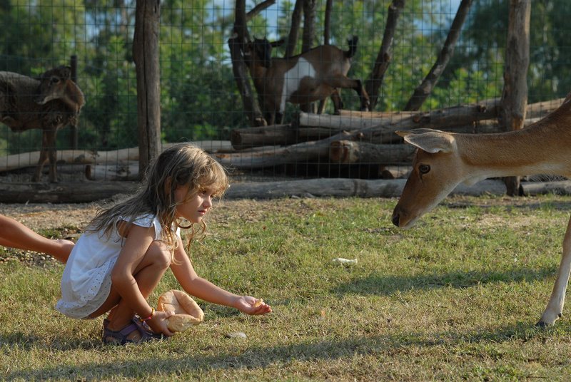 Tiere