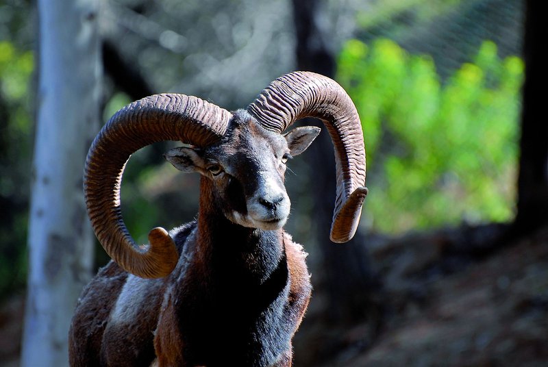 Tiere