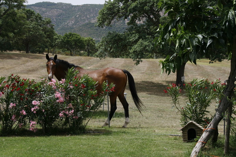 Tiere