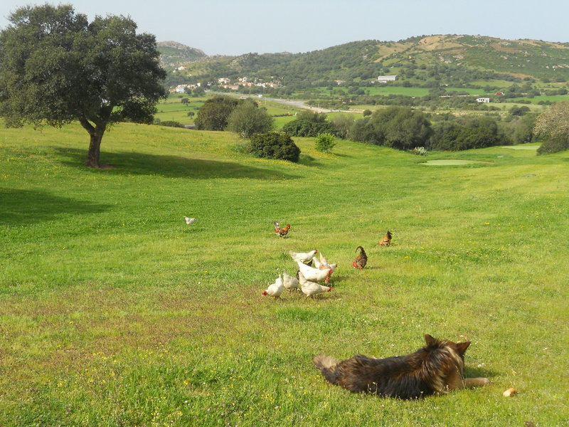 Tiere