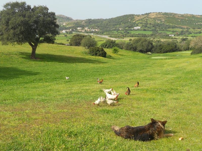 Tiere