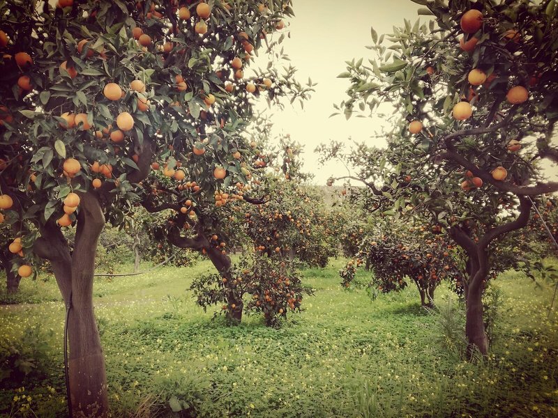 Tenuta del Gelso in Misterbianco, Catania Tiere