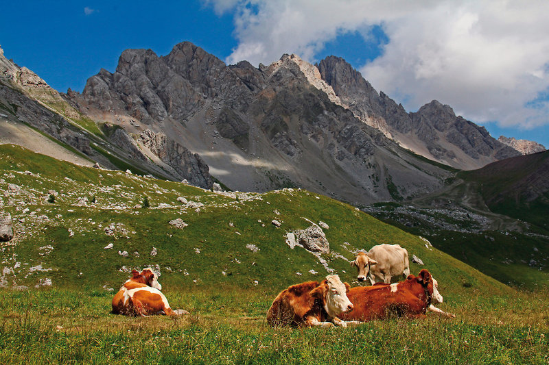 Tiere