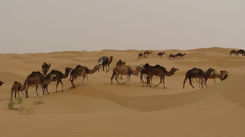 Tiere