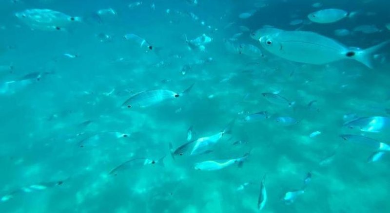 B&B Casolare Al Porto in Tropea, Lamezia Terme Tiere