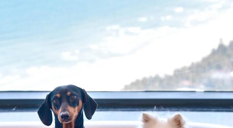 Four Points by Sheraton Danang in Da Nang, Da Nang (Vietnam) Tiere