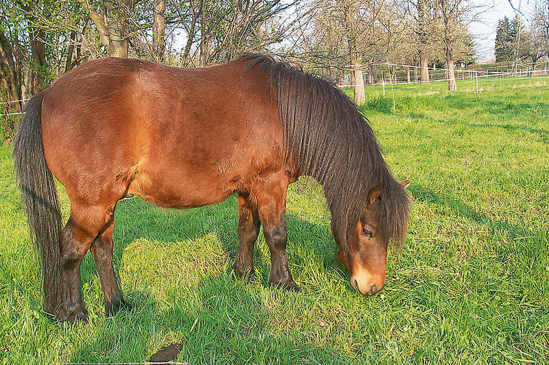 Tiere