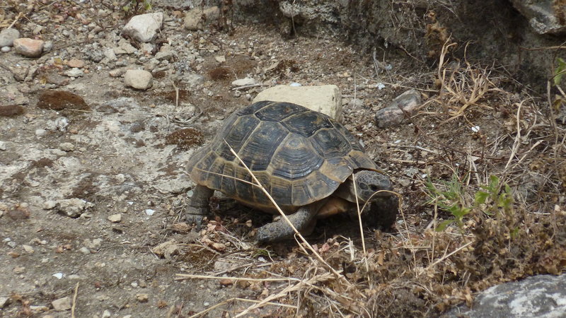 Tiere