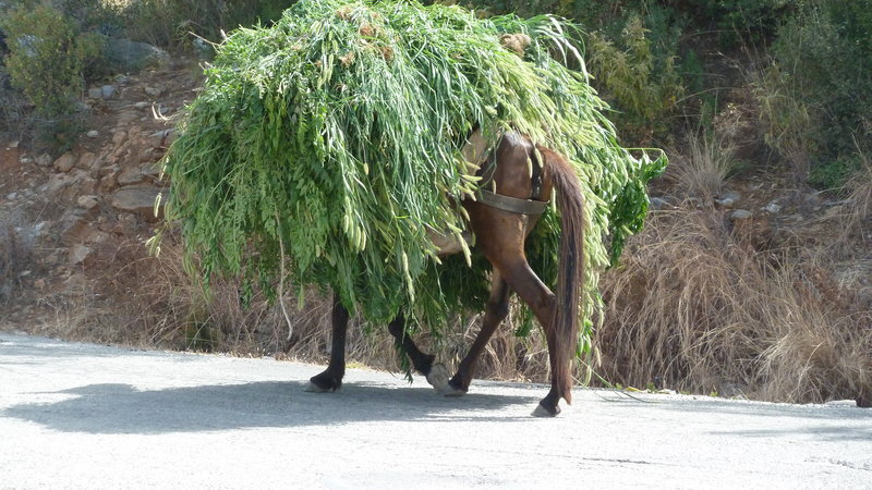 Tiere