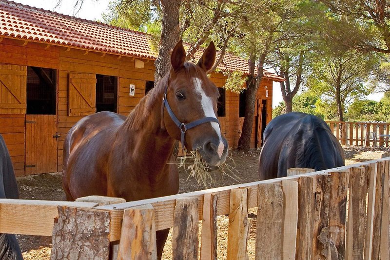 Tiere