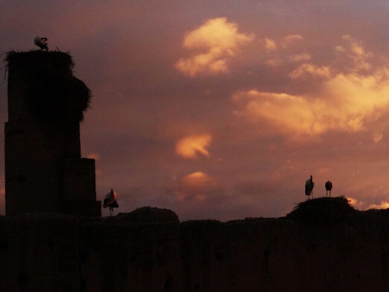 Riad Of The Storks in Marrakesch, Marrakesch (Marokko) Landschaft