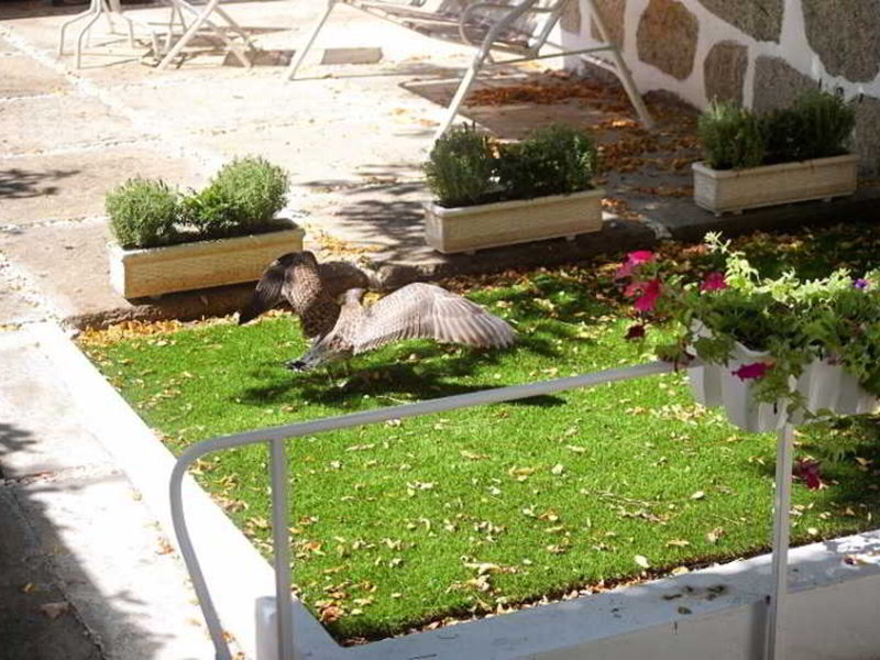 Garten