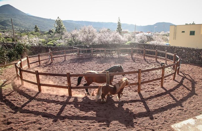 Tiere