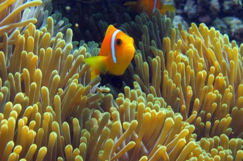 Tiere