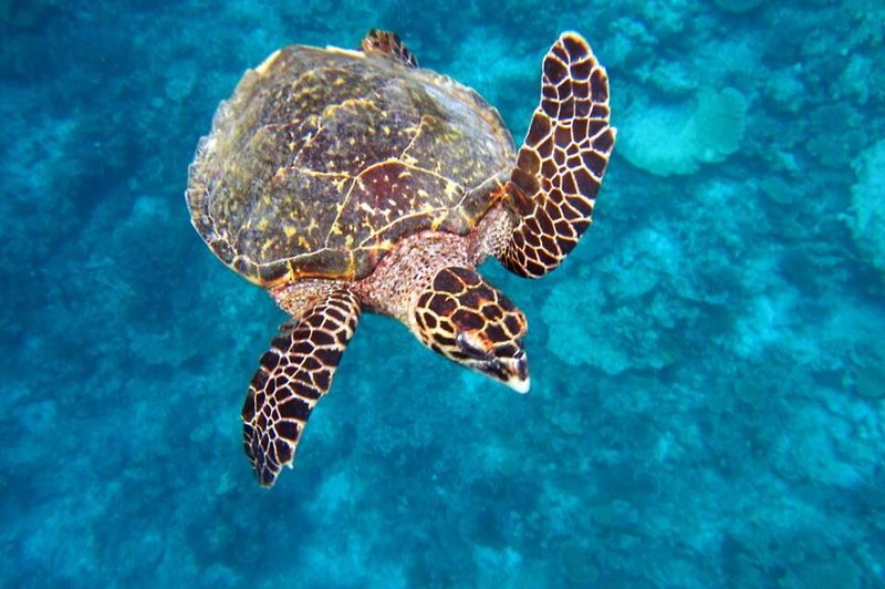 Tiere