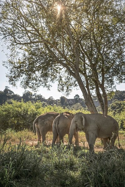Tiere