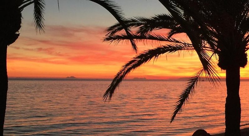 Skol Apartments Marbella in Marbella, Malaga Tiere